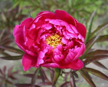 Paeonia lactiflora 'Louis Van Houtte' 1l.