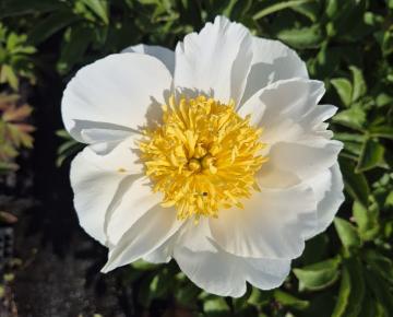 Paeonia lactiflora 'White Wings' 1l.