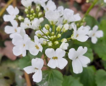 Pachyphragma macrophyllum
