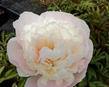 Paeonia lactiflora 'Mme. Calot' 1l.