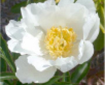 Paeonia lactiflora 'Moon of Nippon' 1l.