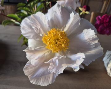 Paeonia lactiflora 'Moon of Nippon' 1l.
