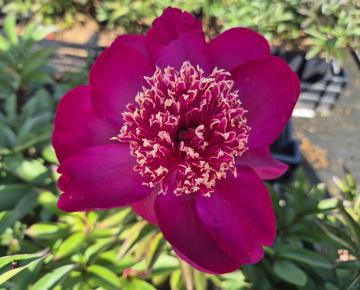 Paeonia lactiflora 'Nippon Beauty' 1l.