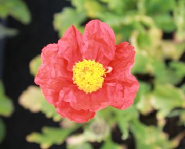 Papaver nudicaule 'Gartenzwerg'