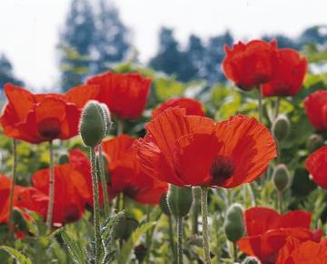 Papaver orientale 'Allegro'