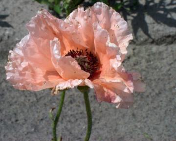 Papaver orientale 'Helen Elisabeth'