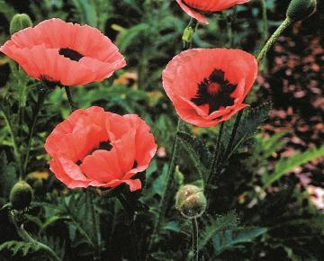 Papaver orientale 'Prinzessin Victoria Louise'