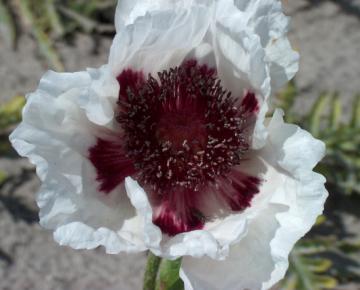 Papaver orientale 'Perry's White'