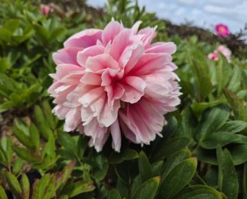 Paeonia officinalis 'Rosea Plena' 1l.