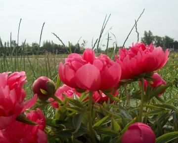 Paeonia officinalis 'Rubra Plena' 1l.