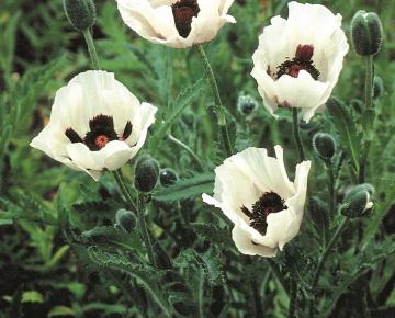 Papaver orientale 'Royal Wedding'