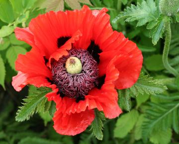 Papaver orientale 'Türkenlouis'