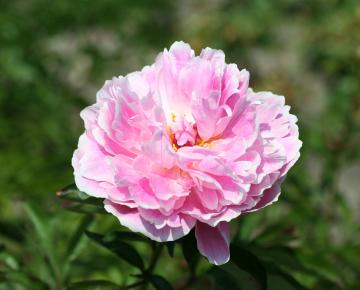 Paeonia lactiflora 'Sarah Bernhardt' 1l.