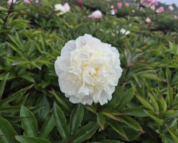 Paeonia lactiflora 'Shirley Temple' 1l.