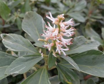 Pachysandra terminalis
