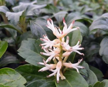 Pachysandra terminalis 'Green Sheen'