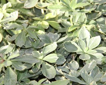 Pachysandra terminalis 'Variegata'