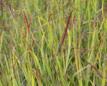 Panicum virgatum 'Hänse Herms'