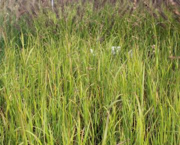 Panicum virgatum (generatief)