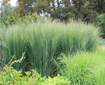 Panicum virgatum 'Northwind'