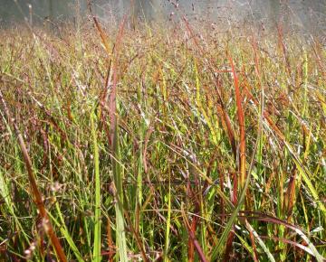 Panicum virgatum 'Rotstrahlbusch'
