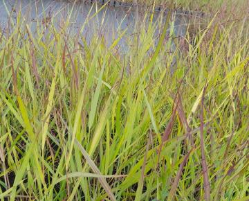 Panicum virgatum 'Shenandoah'