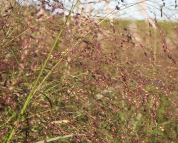 Panicum virgatum 'Squaw'