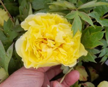 Paeonia 'Yellow Crown' 2l.