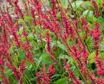 Persicaria amplexicaulis 'Anne's Choice' ®