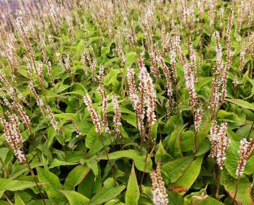 Persicaria amplexicaulis 'Alba Junior'