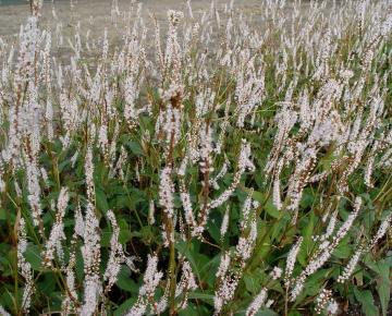 Persicaria amplexicaulis 'Alba'