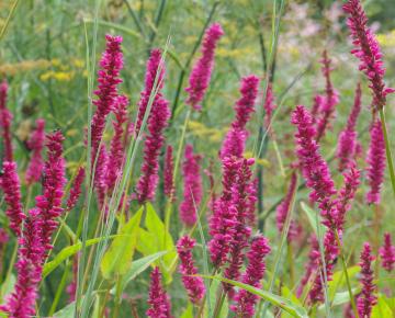 Persicaria amplexicaulis 'Amethyst'