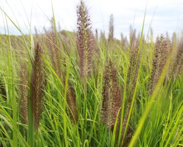 Pennisetum alopecuroides 'Black Beauty'