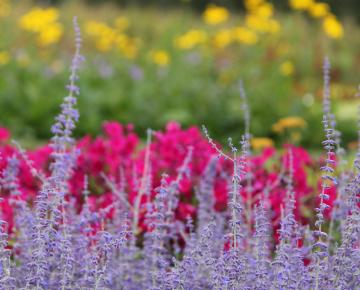 Perovskia atriplicifolia 'Blue Spire'