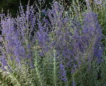 Perovskia atriplicifolia 'Blue Steel'