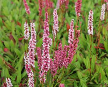 Persicaria affine 'Donald Lowndes'