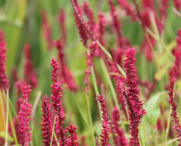Persicaria amplexicaulis 'Dark Red'