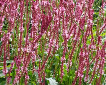 Persicaria amplexicaulis 'Fascination'