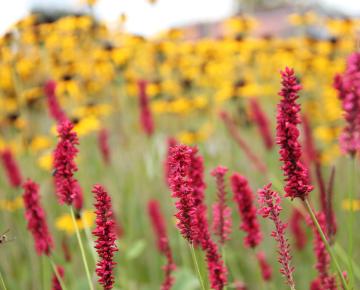 Persicaria amplexicaulis 'Fat Domino' ®