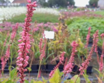 Persicaria amplexicaulis 'Flamingo Feathers' ®