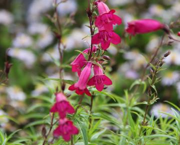 Penstemon  'Andenken an Friedrich Hahn' ('Garnet')