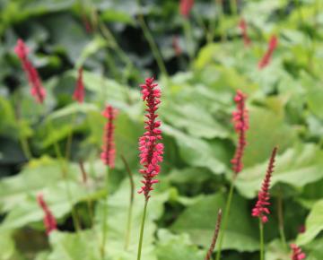 Persicaria amplexicaulis 'Firedance'