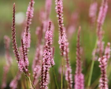 Persicaria amplexicaulis 'Fine Pink'