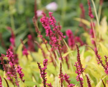 Persicaria amplexicaulis 'Golden Arrow'