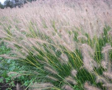 Pennisetum alopecuroides 'Gelbstiel'