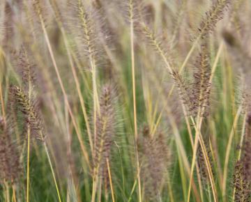 Pennisetum alopecuroides 'Goldstrich'