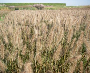 Pennisetum alopecuroides 'Hameln' 2l.