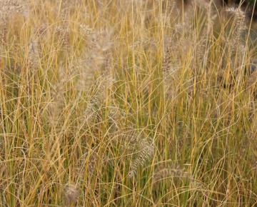 Pennisetum alopecuroides 'Hameln Gold'