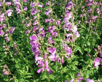Penstemon  'Alice Hindley'