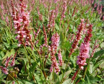 Persicaria amplexicaulis 'High Society'
